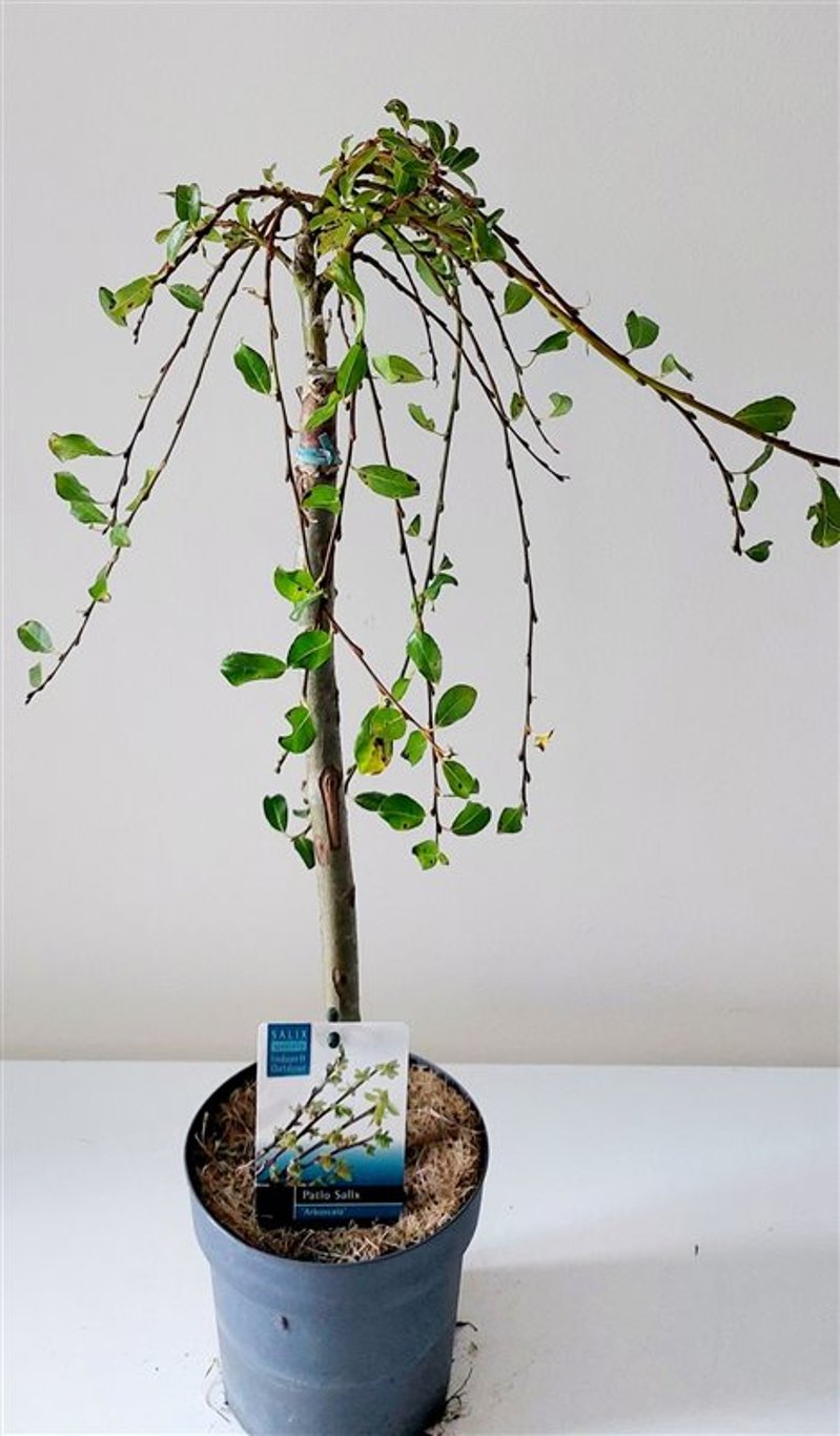 Salix arbuscula - 40 CM Stem Cont.